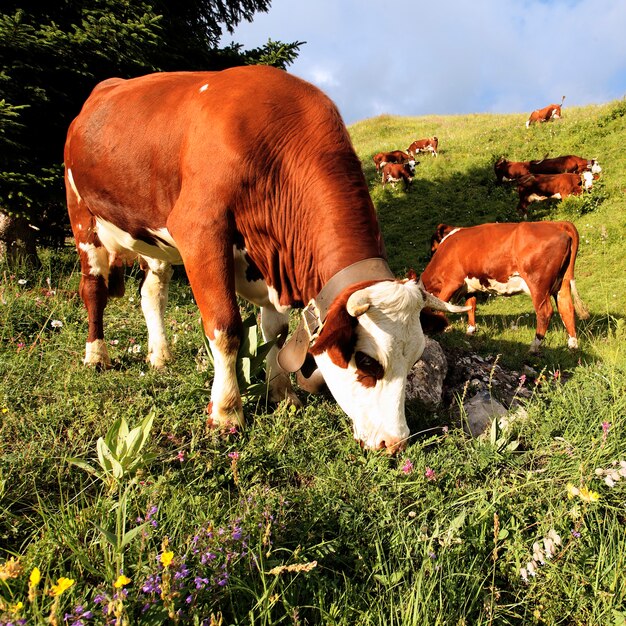 Vacas de montaña alpina comiendo flores en Francia en primavera