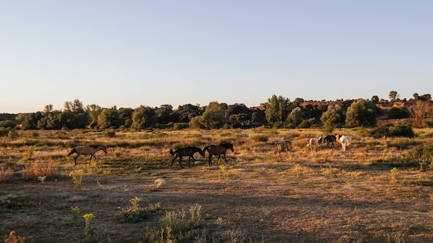 Vacas pastando en el campo soleado en el campo