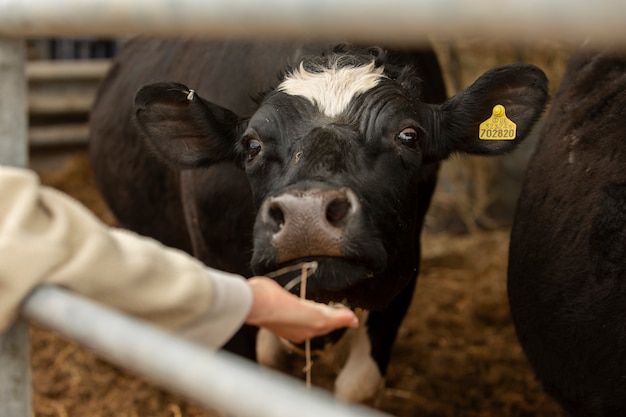 Vacas pastando en la naturaleza