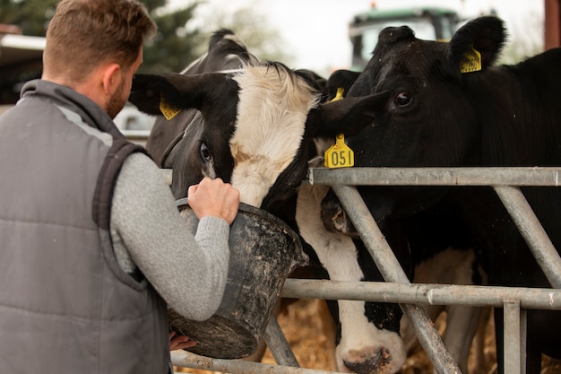 Foto gratuita vacas pastando en la naturaleza