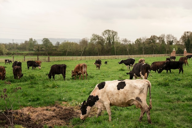 Foto gratuita vacas pastando en la naturaleza