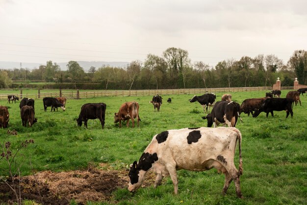 Vacas pastando en la naturaleza