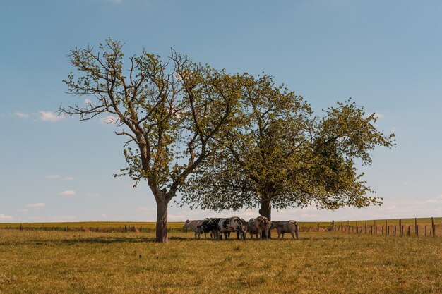 Vacas pastando en los pastos bajo los árboles