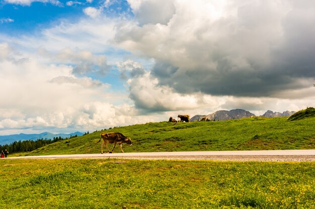 Vacas pastando en el valle cerca de las montañas Alp en Austria bajo el cielo nublado