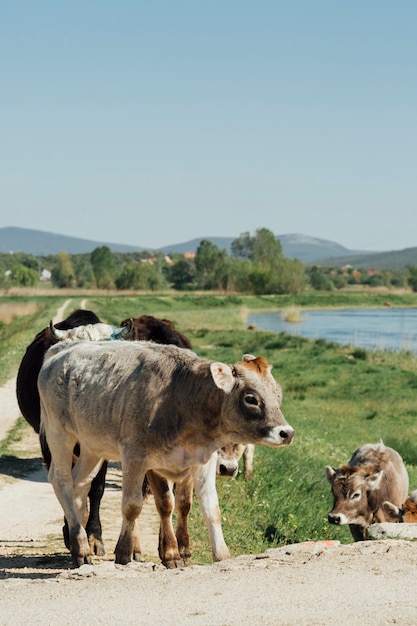 Vacas de tiro largo caminando en camino de tierra