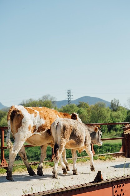 Vacas de tiro largo caminando en el viejo puente de metal