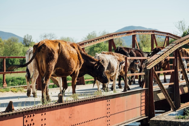 Vacas de tiro largo caminando en el viejo puente de metal