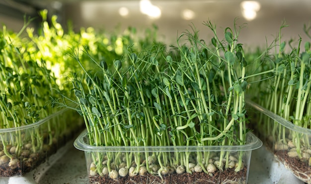 Vainas verdes de guisantes germinados sobre un superalimento de fondo claro