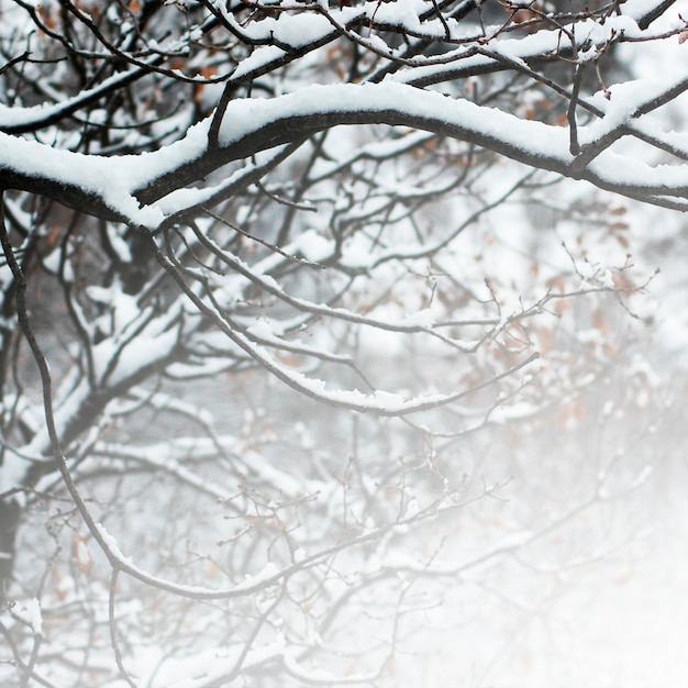 valla de alambre de púas espinas gris cubierto de nieve