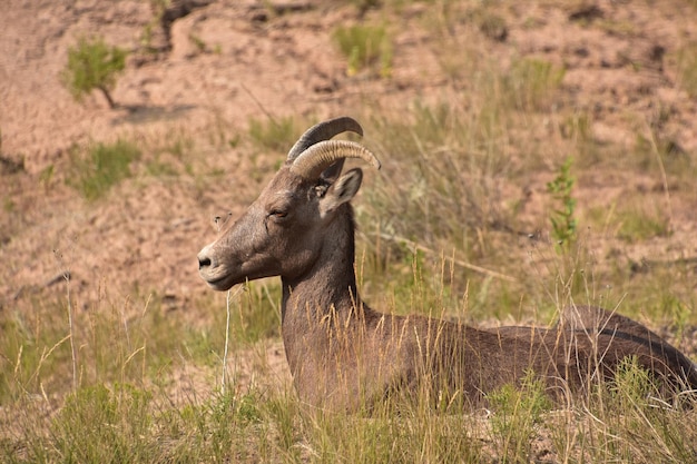 Valle de Badlands con un borrego cimarrón descansando en el verano