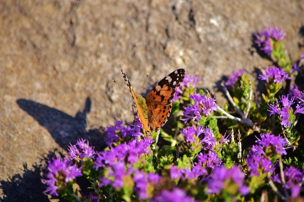 Foto gratuita vanessa cardui butterfly recogiendo polen de arbusto de tomillo mediterráneo