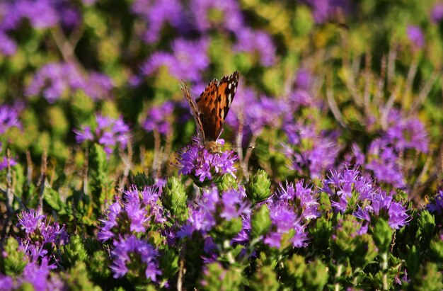 Vanessa cardui butterfly recogiendo polen de arbusto de tomillo mediterráneo