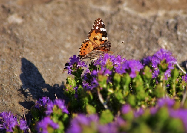 Vanessa cardui butterfly recogiendo polen de arbusto de tomillo mediterráneo