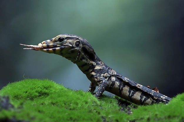 Varanus salvator lagarto comiendo rana en musgo