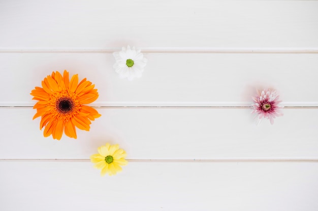 Varias flores en composición suave