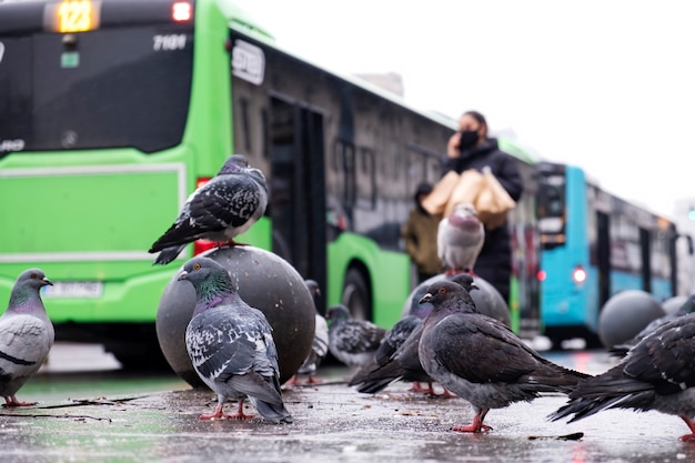 Varias palomas grises en el suelo húmedo en una ciudad con gente y autobuses en el fondo, tiempo nublado, camino en el fondo