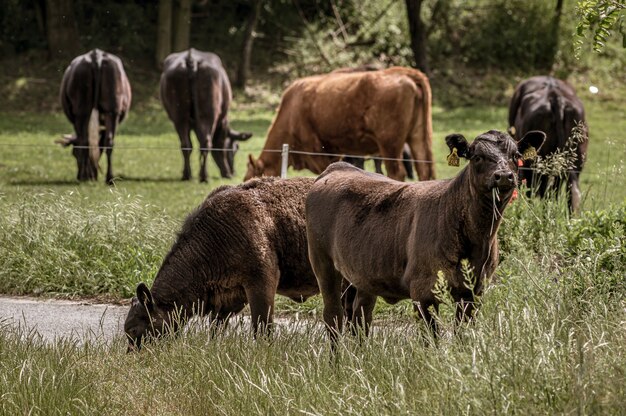 Varias vacas negras pastando en los grandes pastizales de la mañana