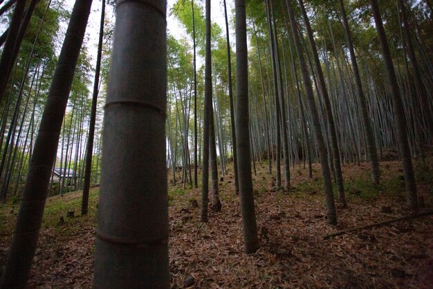 Variedad de árboles que crecen juntos en el bosque.