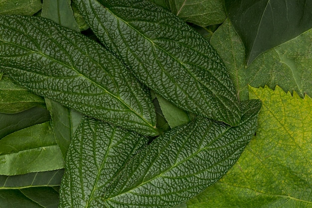 Foto gratuita variedad botánica de fondo de hojas