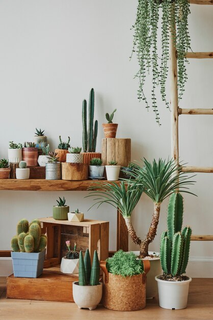 Variedad de cactus y suculentas para decoración del hogar.