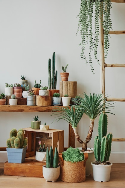 Variedad de cactus y suculentas para decoración del hogar.