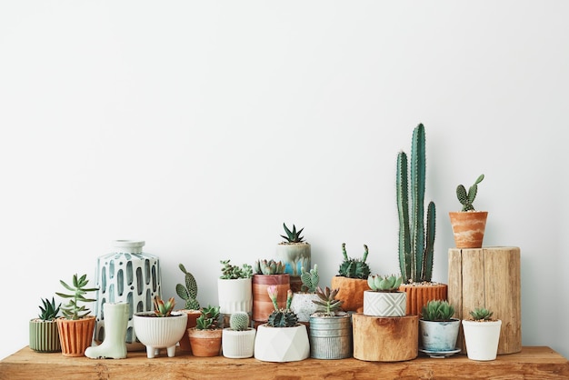 Variedad de cactus y suculentas para decoración del hogar.