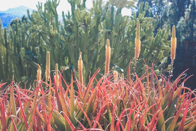 Variedad de cactus