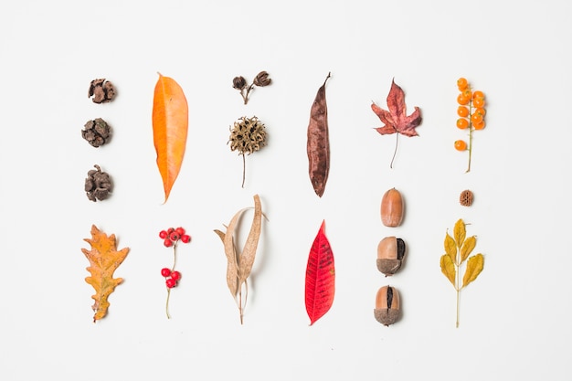 Variedad de coloridas hojas de otoño