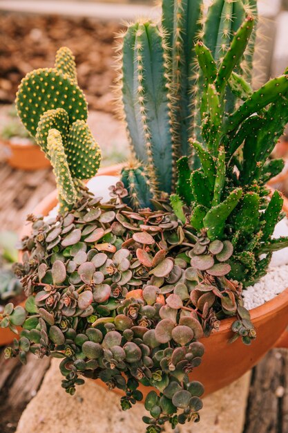 Variedad decorativa de planta suculenta en maceta marrón.