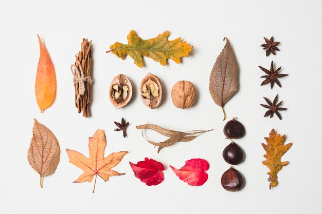 Variedad de hojas de otoño planas.