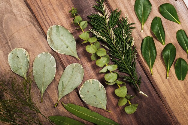 Variedad de hojas de plantas en mesa