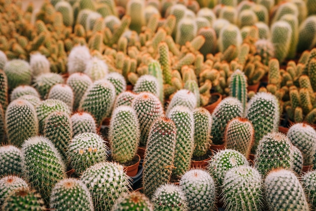 Variedad de planta de cactus verde en maceta