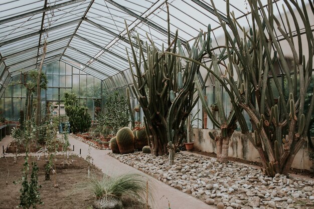 Variedad de plantas tropicales, cactus y suculentas en invernadero.