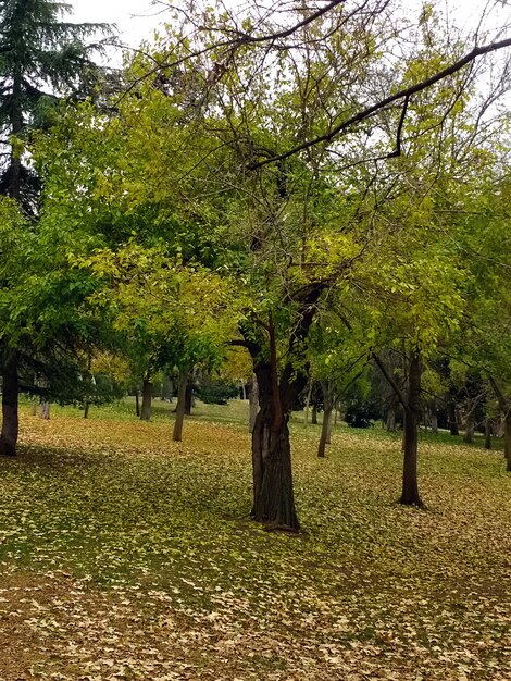 varios árboles uno al lado del otro durante el día