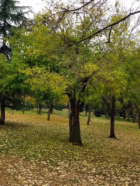 varios árboles uno al lado del otro durante el día