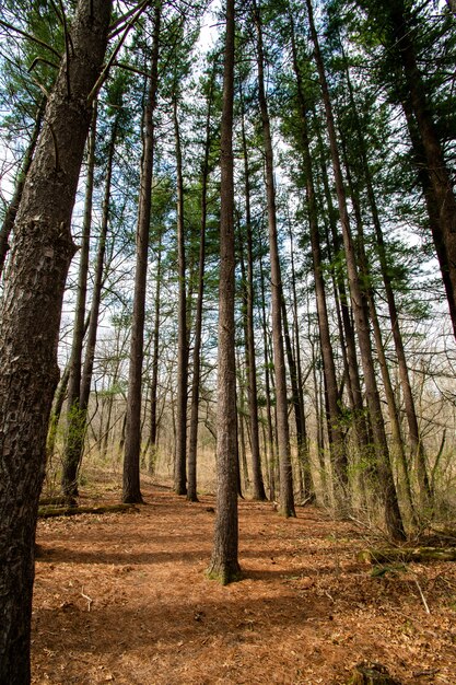 Varios árboles altos en el bosque.