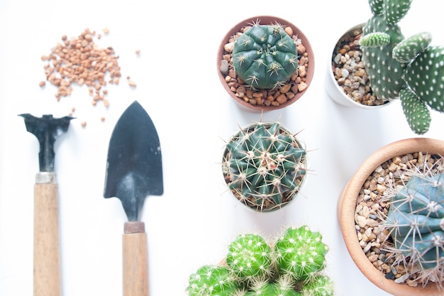 Varios de cactus con herramientas de jardín sobre fondo blanco