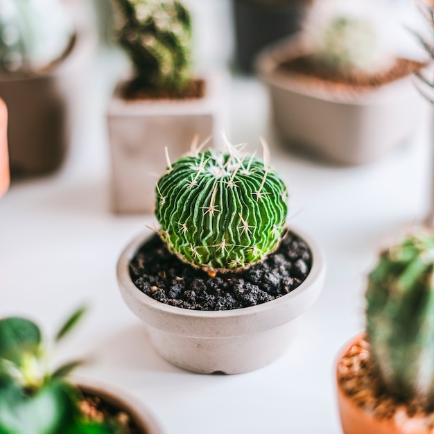 Foto gratuita varios cactus pequeños