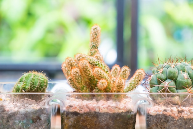 Vaso cactus decoración con sala vacía