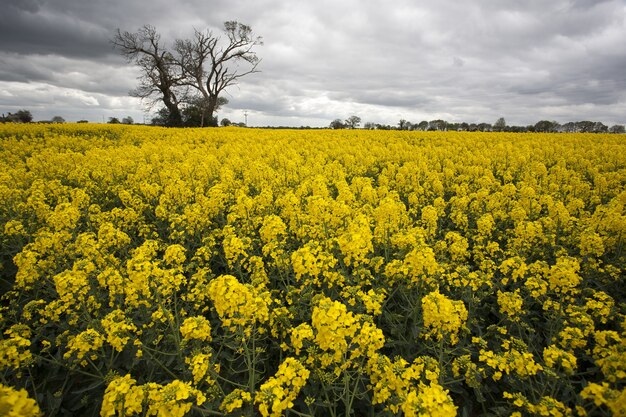 Vasto campo con colza amarilla y un solo árbol en Norfolk, Reino Unido