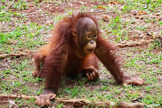 Se ve a niños orangutab jugando solos