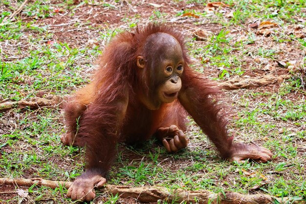 Se ve a niños orangutab jugando solos