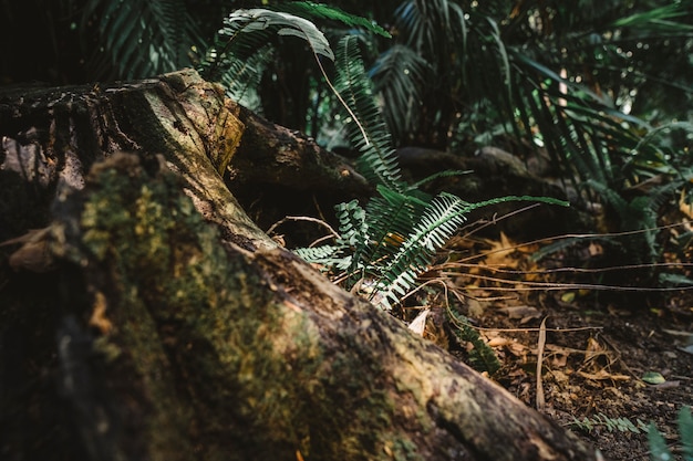 Vegetación en bosque