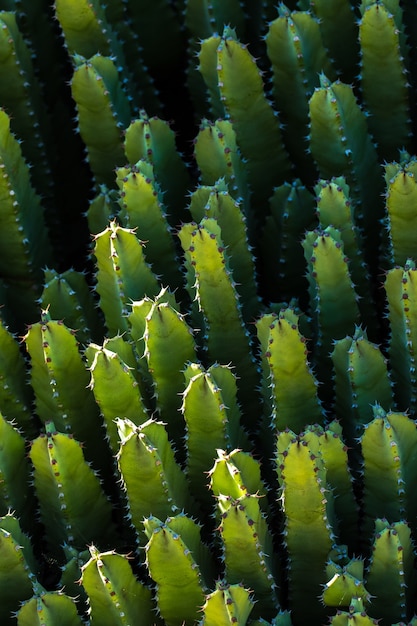 Vegetación de cactus