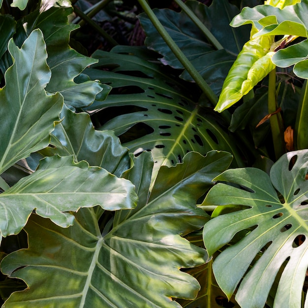 Vegetación y plantas exóticas