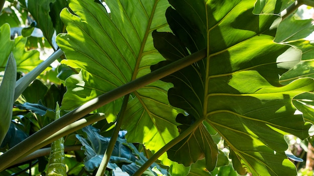 Foto gratuita vegetación y plantas exóticas