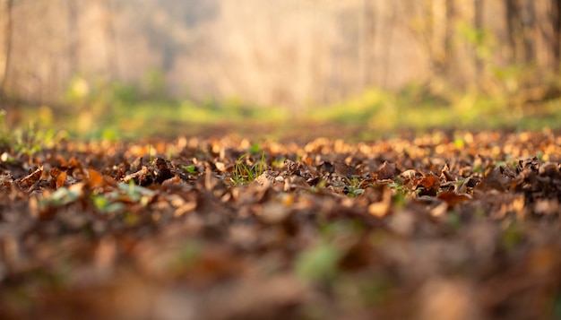 Vegetación de plantas naturales en el parque.