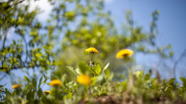 Vegetación de plantas naturales en el parque.