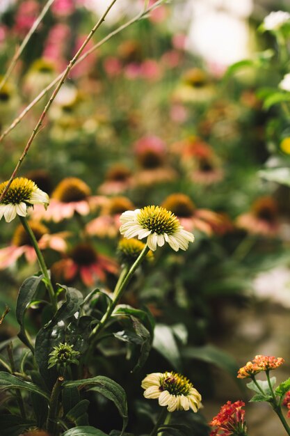 Vegetación de verano