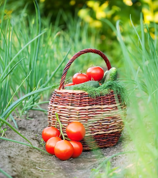 Foto gratuita vegetales cosechados en canasta